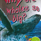 Why are whales so big?