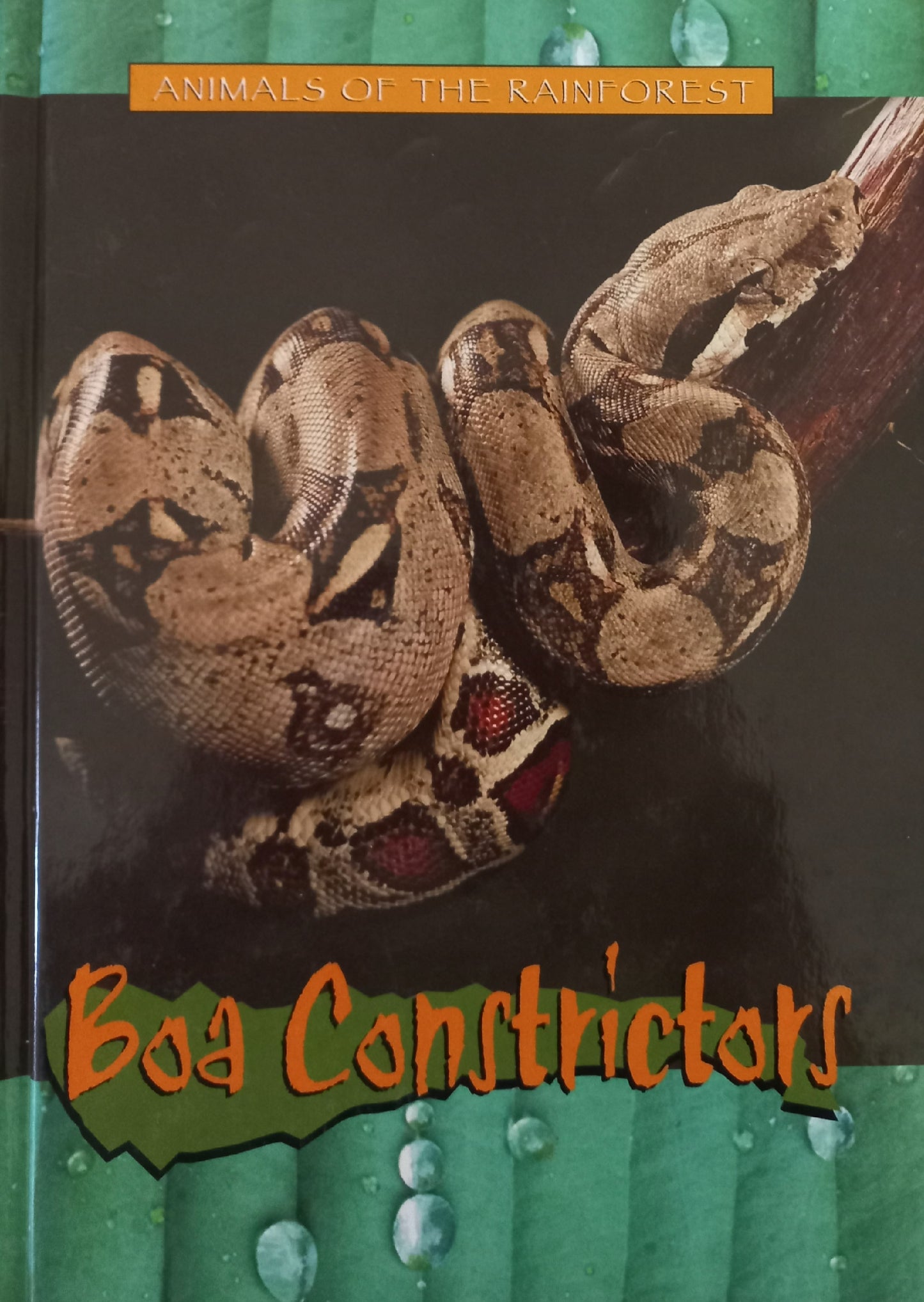 Animals of the Rainforest - Boa Constrictors