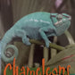 Animals of the Rainforest  - Chameleons