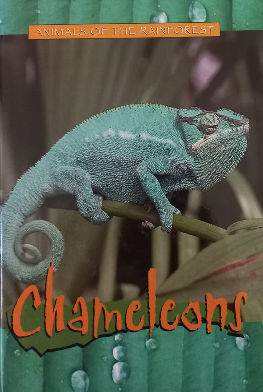 Animals of the Rainforest  - Chameleons